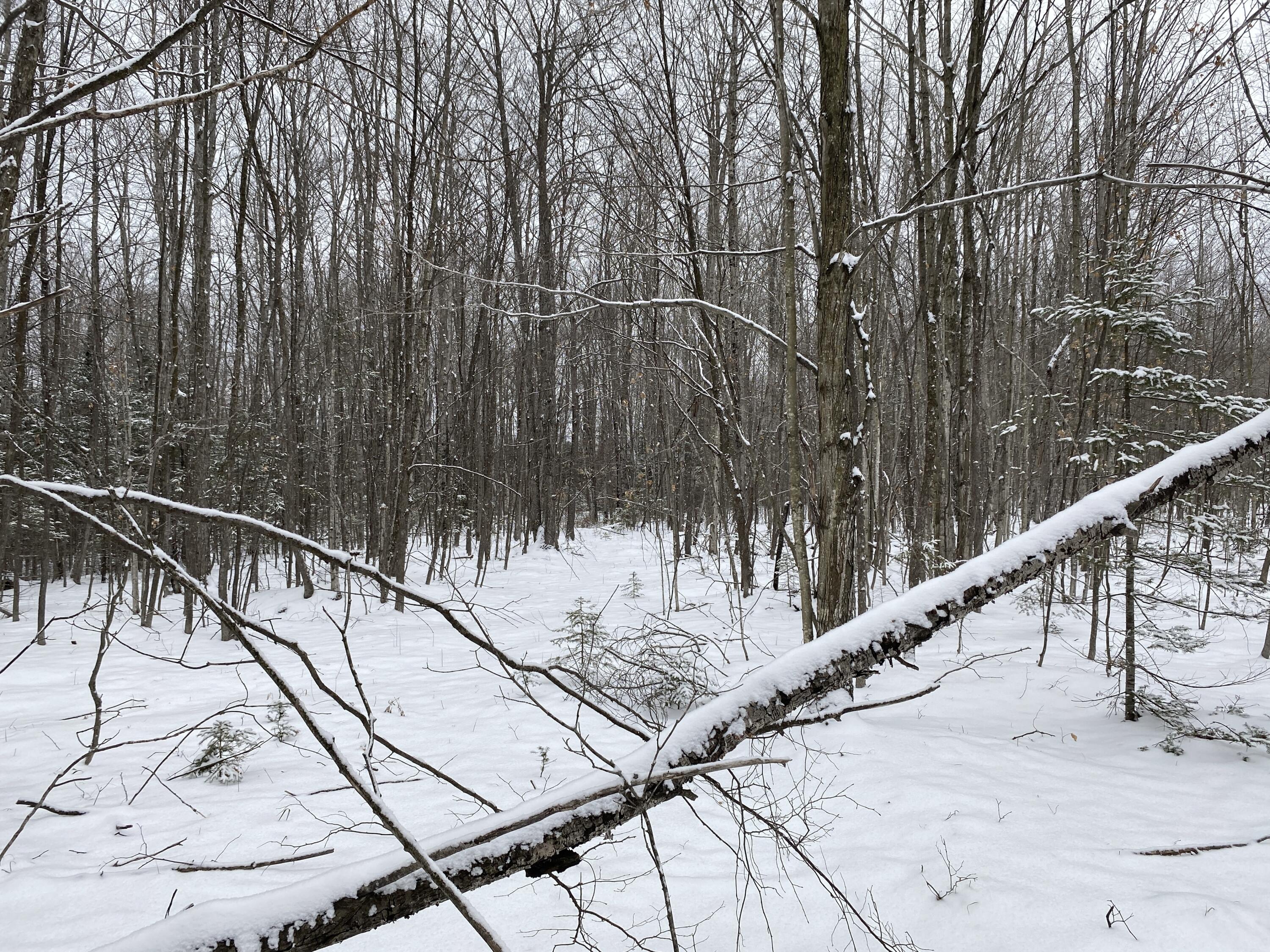 Peters Road, 40 Acres