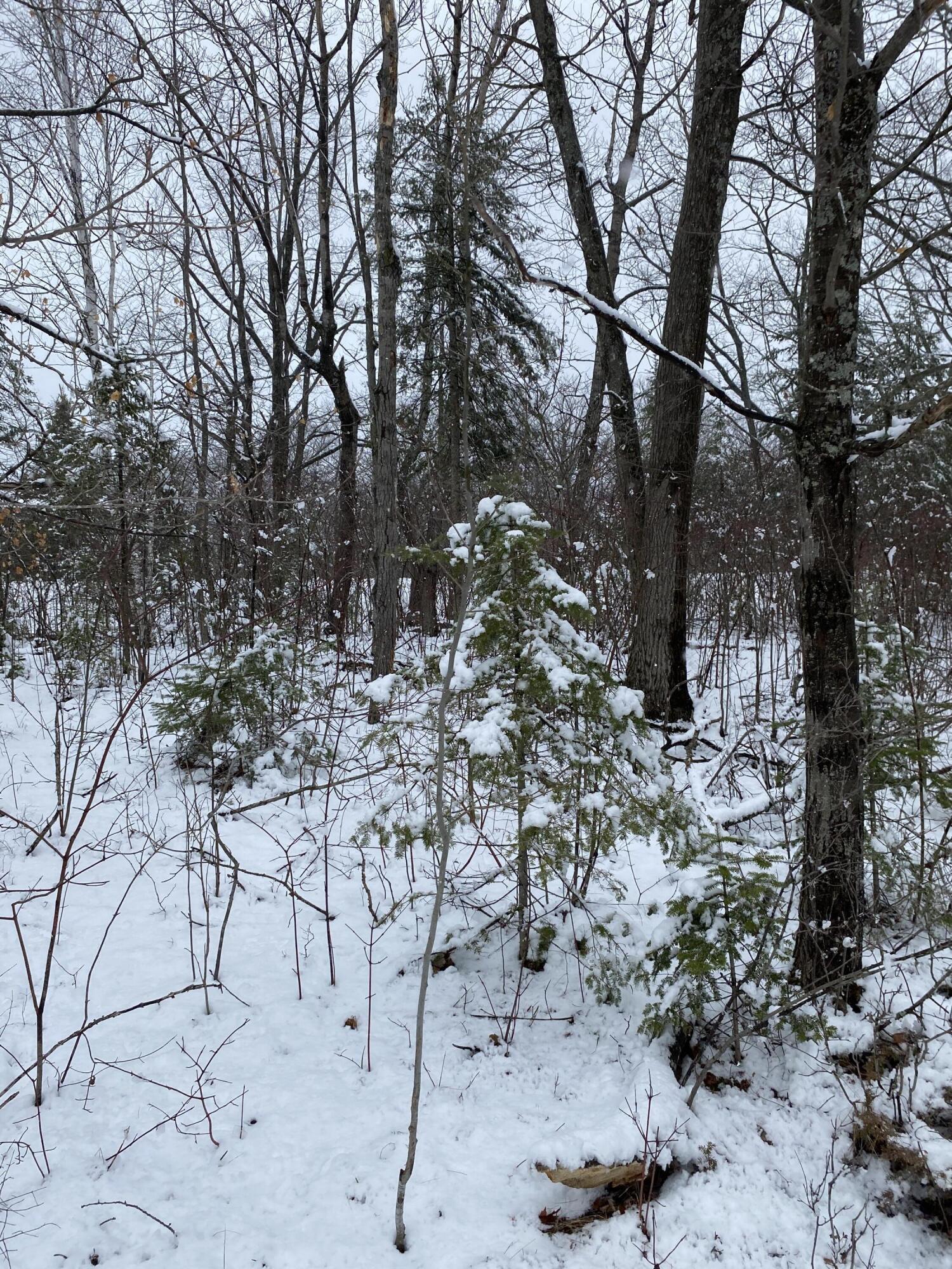 Highland Pines Road, 10 Acres