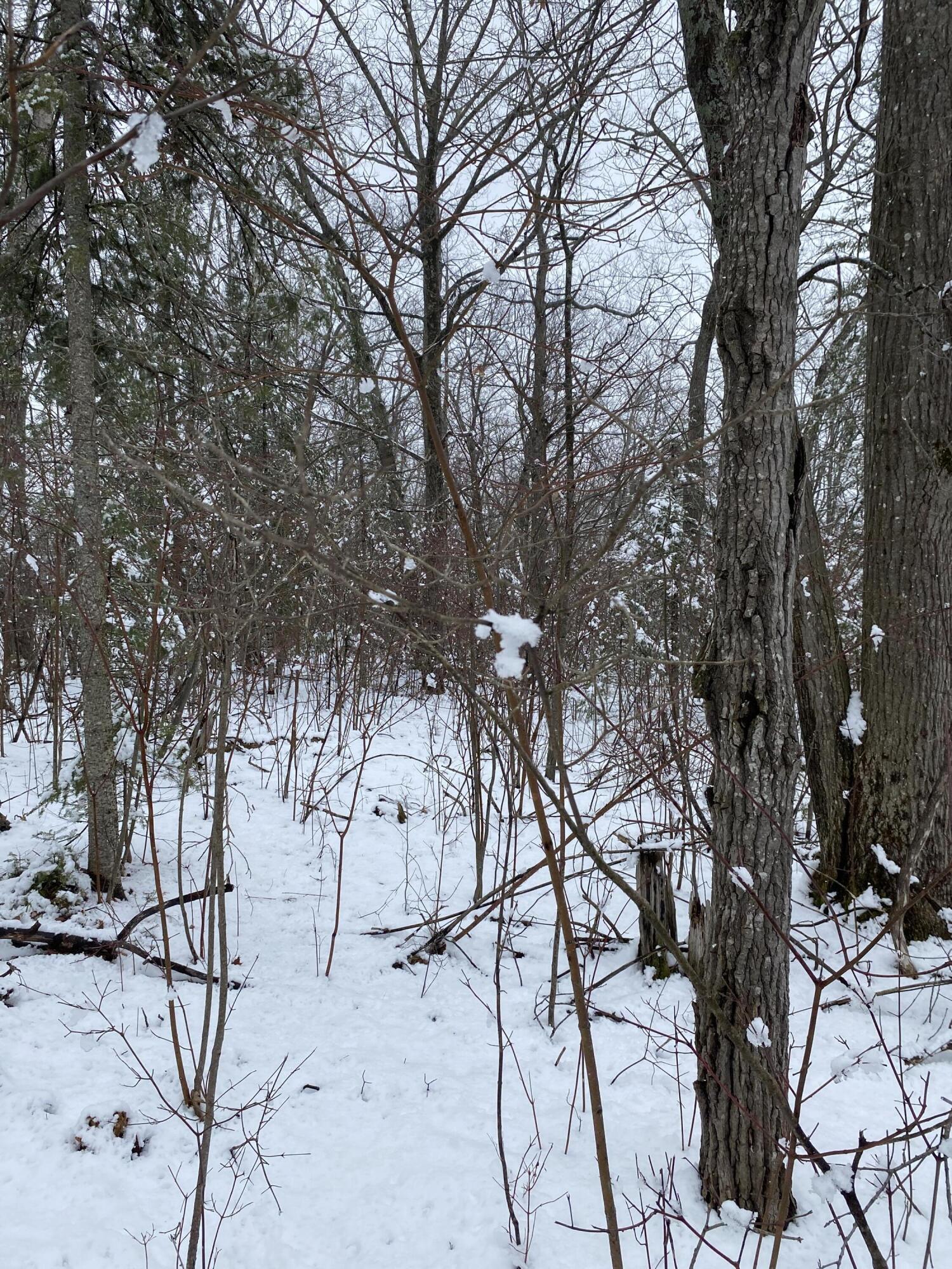 Highland Pines Road, 10 Acres