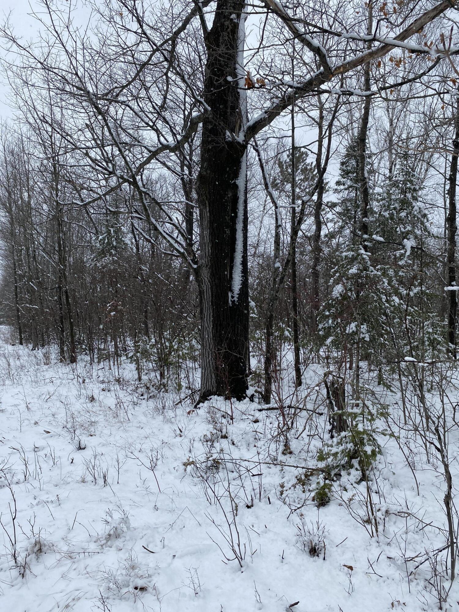 Highland Pines Road, 10 Acres