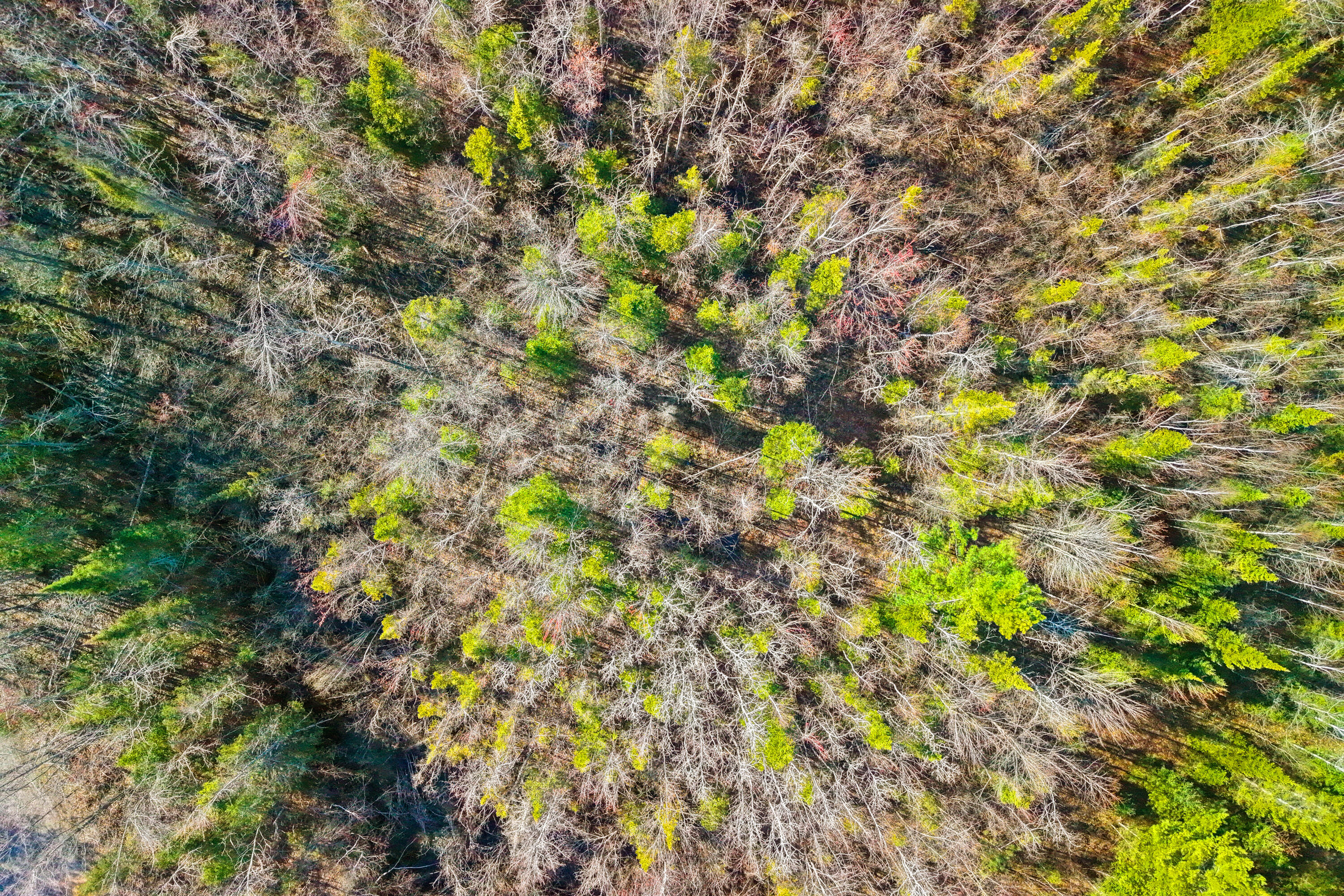10741 Big Cut Highway