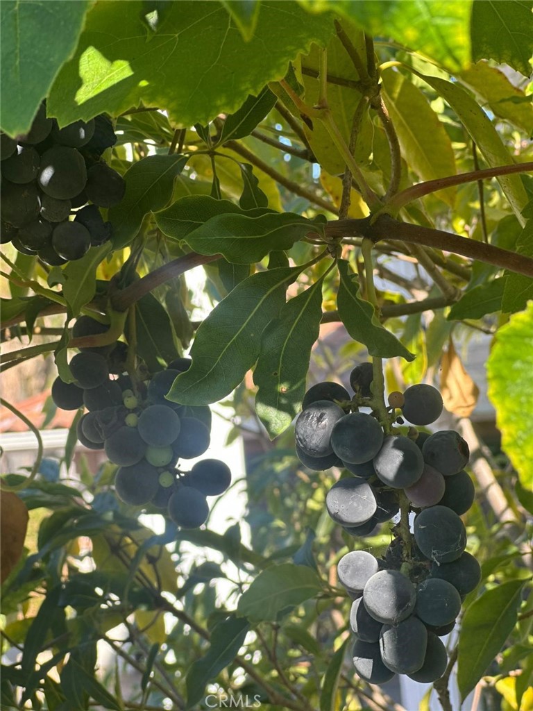 2120 E White Lantern Lane