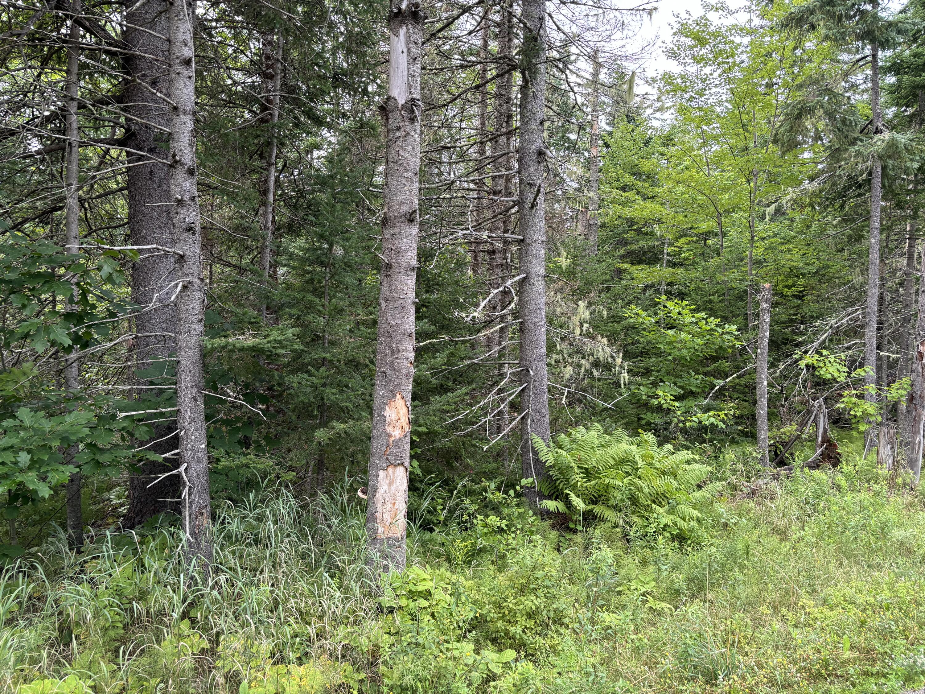 Map6 Lot 2 Gilpin Road