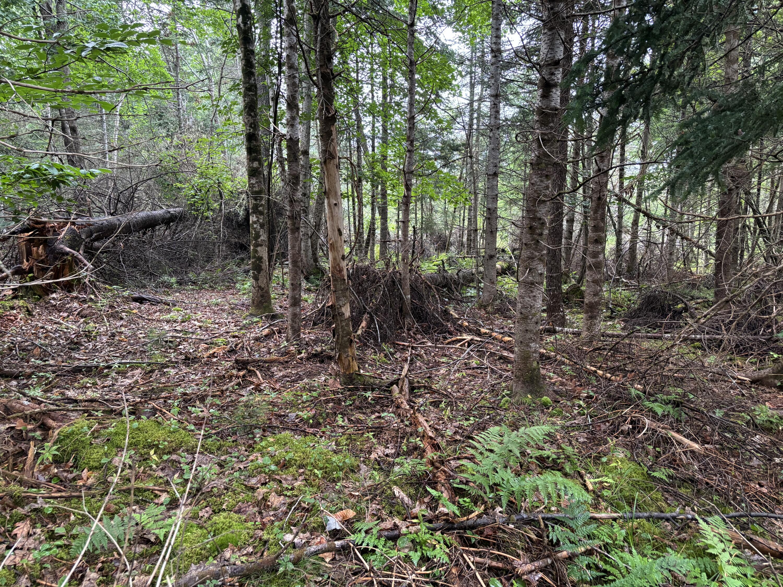 Map6 Lot 2 Gilpin Road