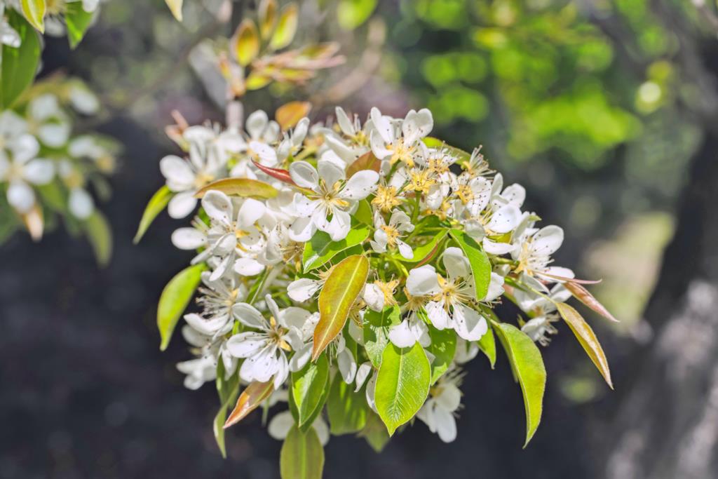 1111 San Rafael Street