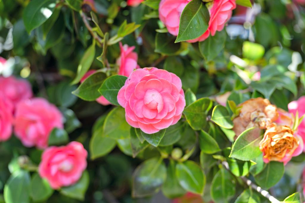 1111 San Rafael Street