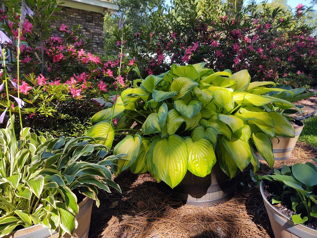 1604 Montcliff Drive