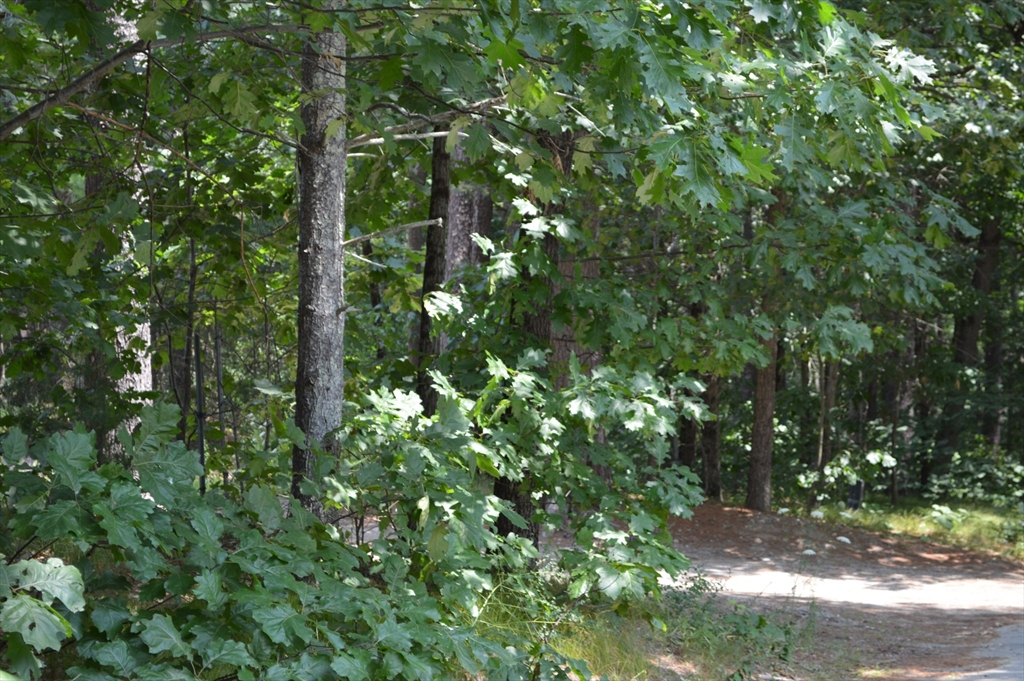 LOT 81 Carleton Rd