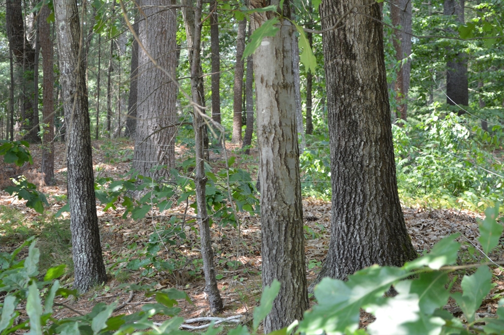 LOT 81 Carleton Rd