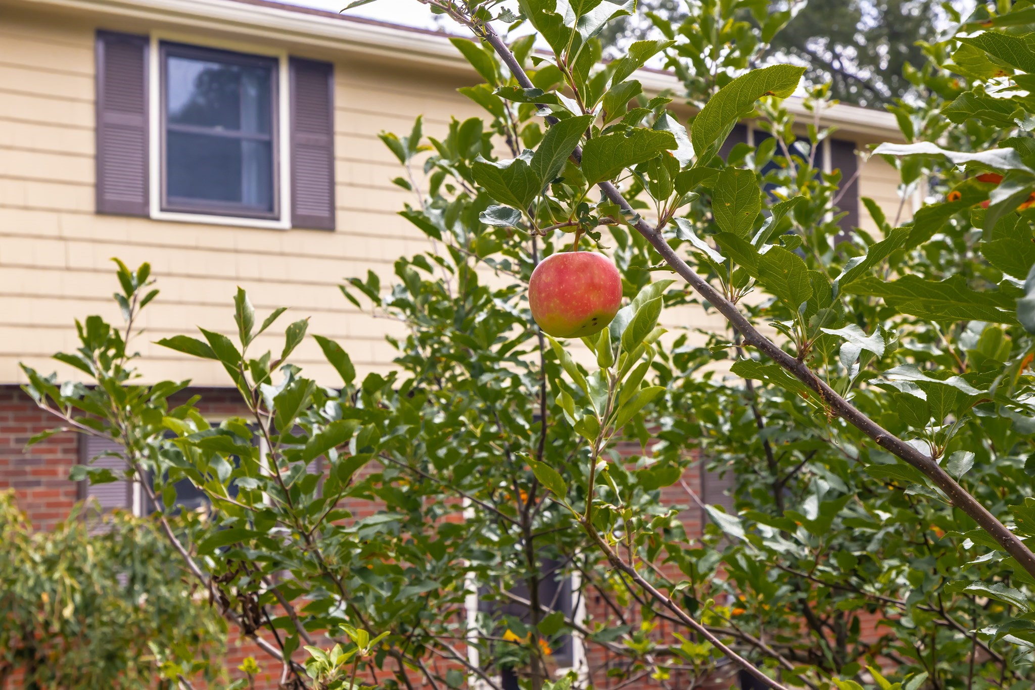54 Checkerberry Ln