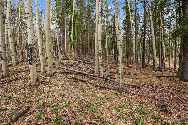 Ute Trail
