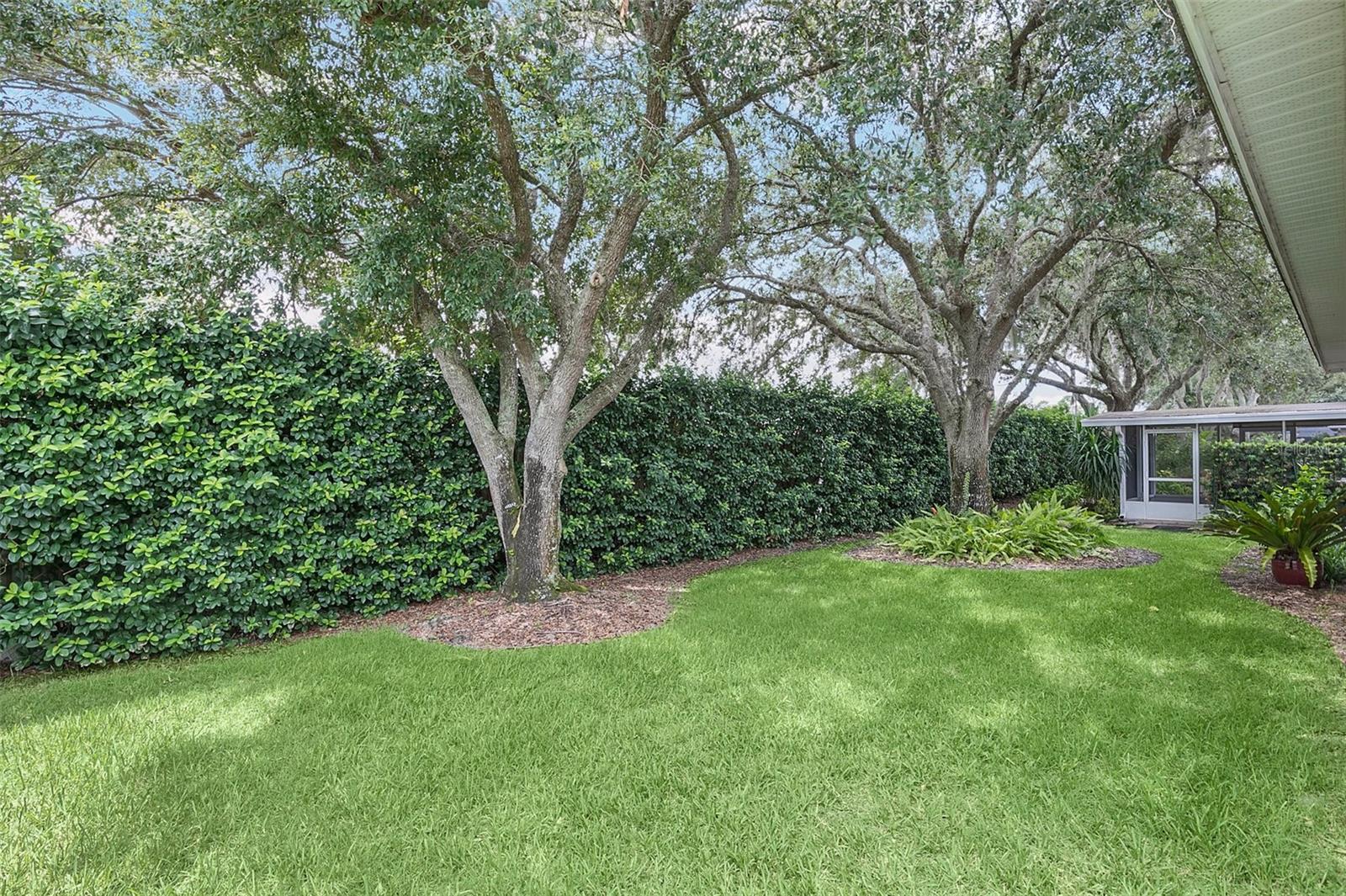 Backyard lawn beneath mature shade trees, bordered by dense hedges beside a screened patio.