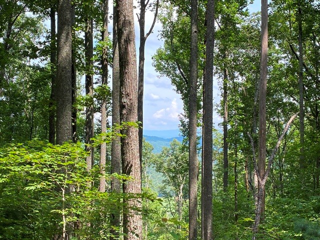 Lot 1 High Country Lane