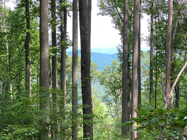 Lot 1 High Country Lane