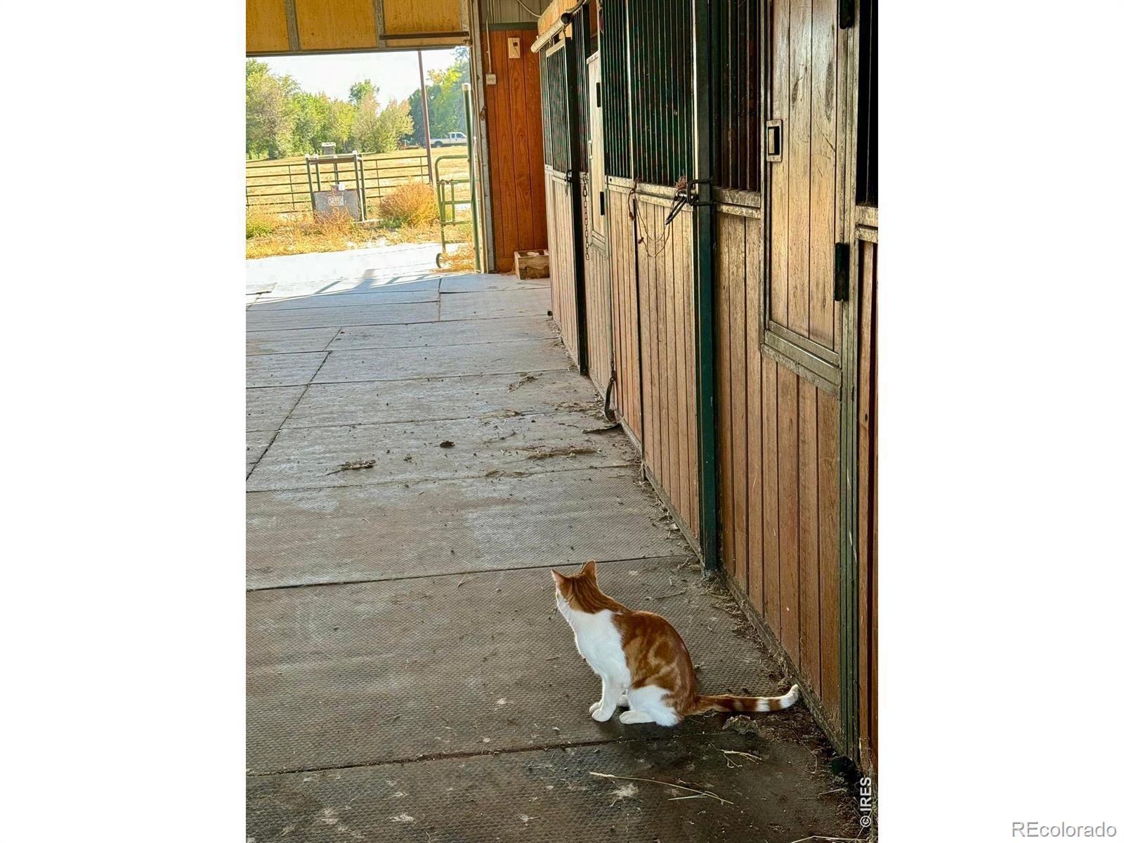 11534 Eagle Springs Trail