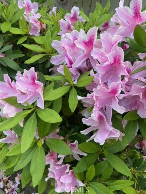 23304 Sesame Street C