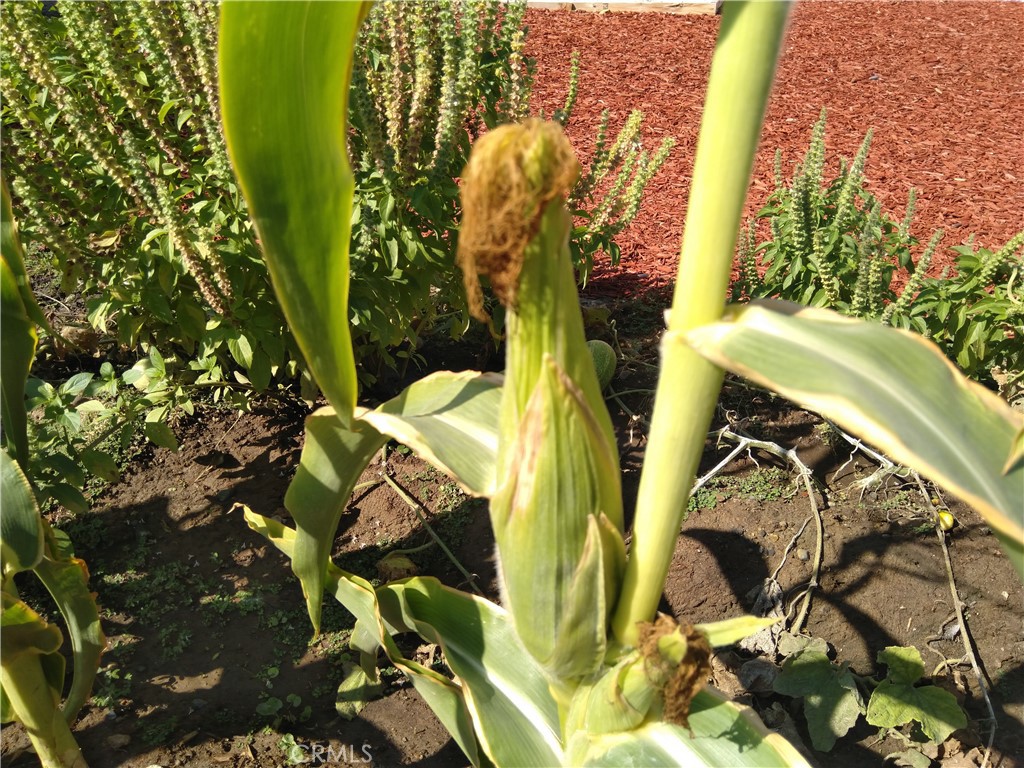 28962 De La Luna Drive