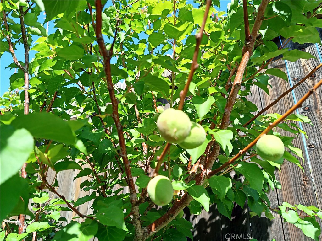 28962 De La Luna Drive