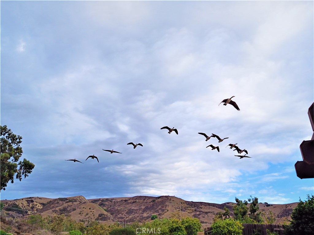 28962 De La Luna Drive