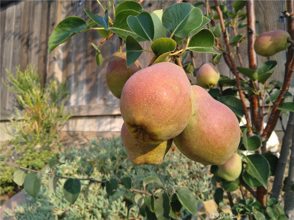 28962 De La Luna Drive