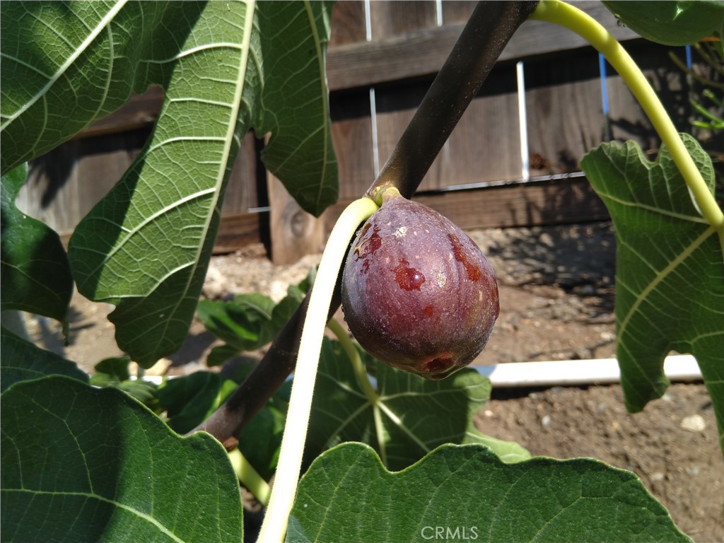 28962 De La Luna Drive