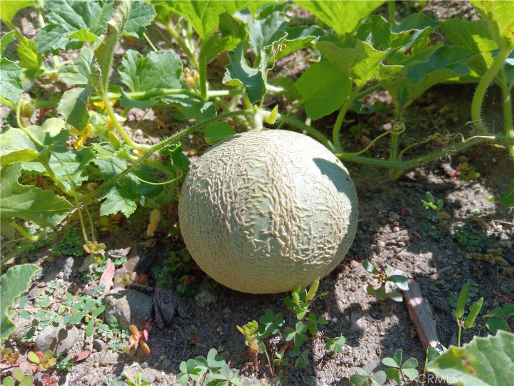 28962 De La Luna Drive