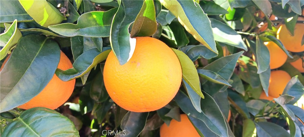 28962 De La Luna Drive