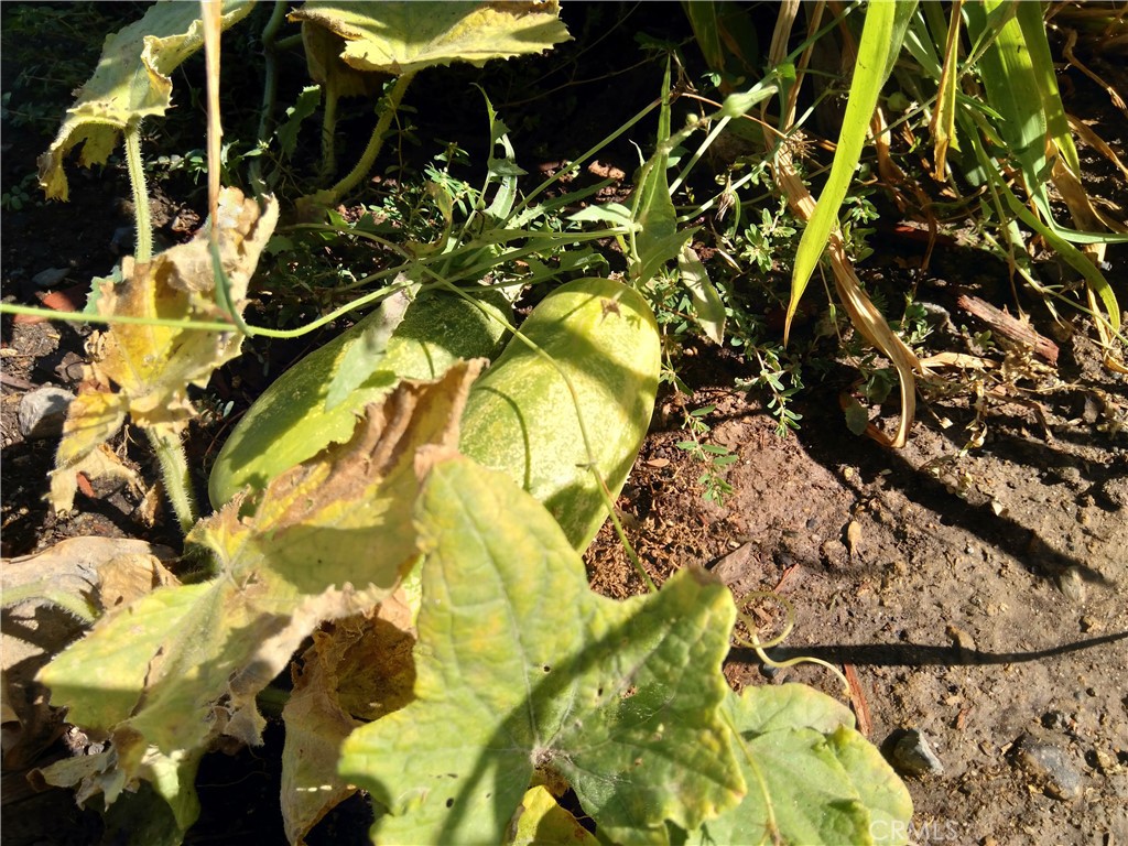 28962 De La Luna Drive