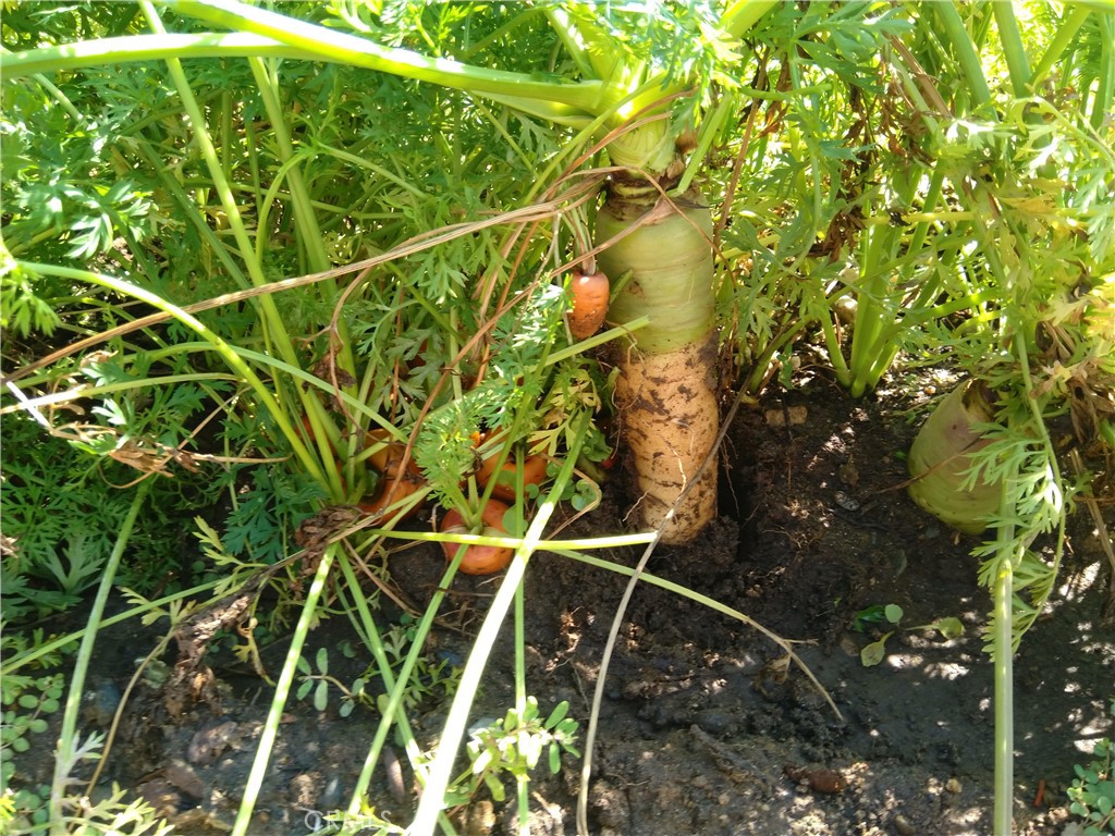 28962 De La Luna Drive