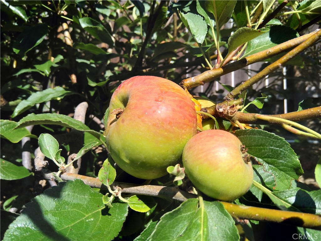 28962 De La Luna Drive