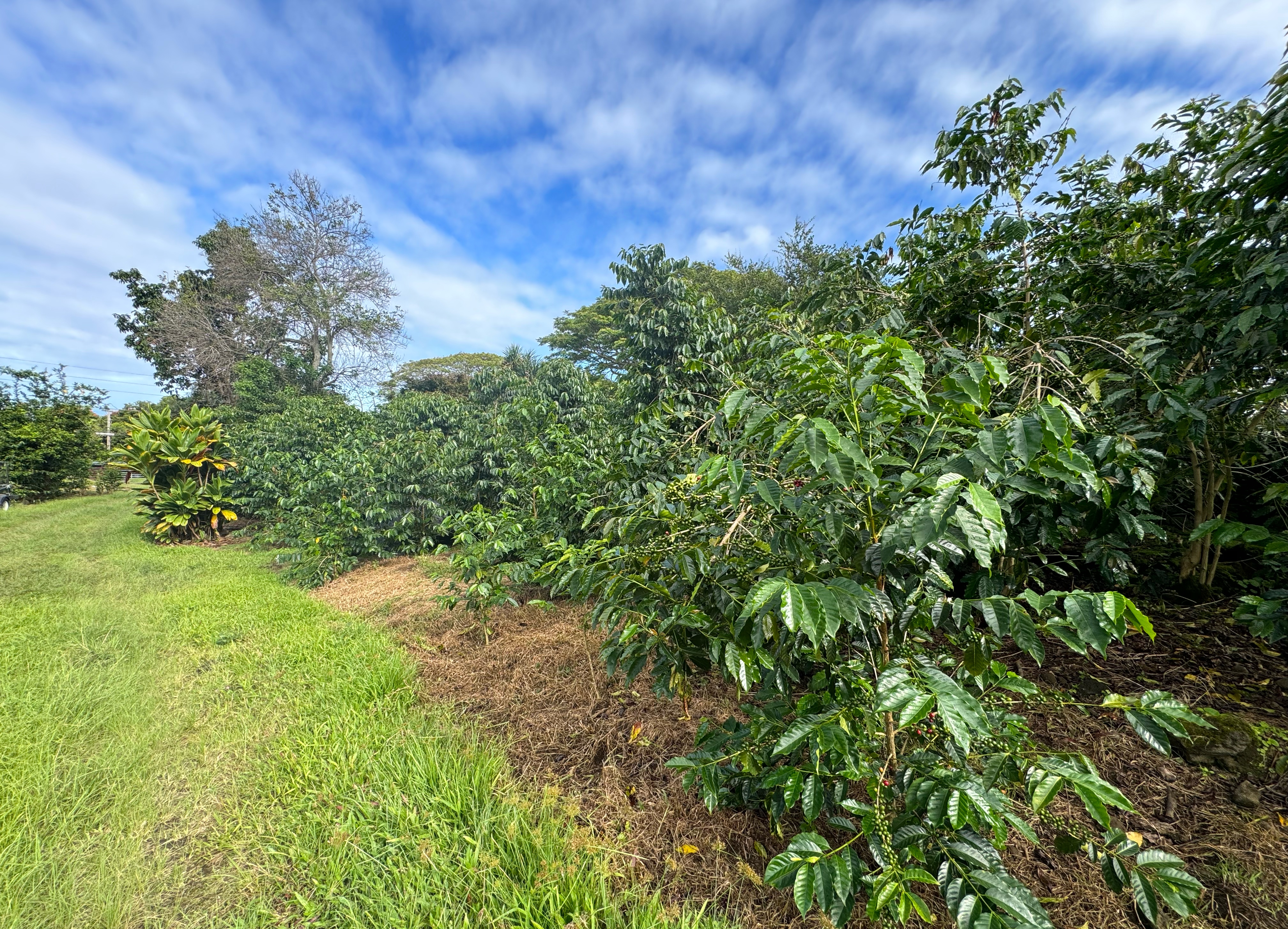 76-5883 MAMALAHOA HIGHWAY