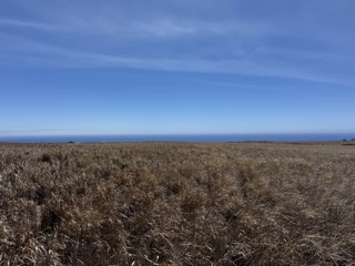 Naalehu