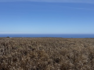Naalehu