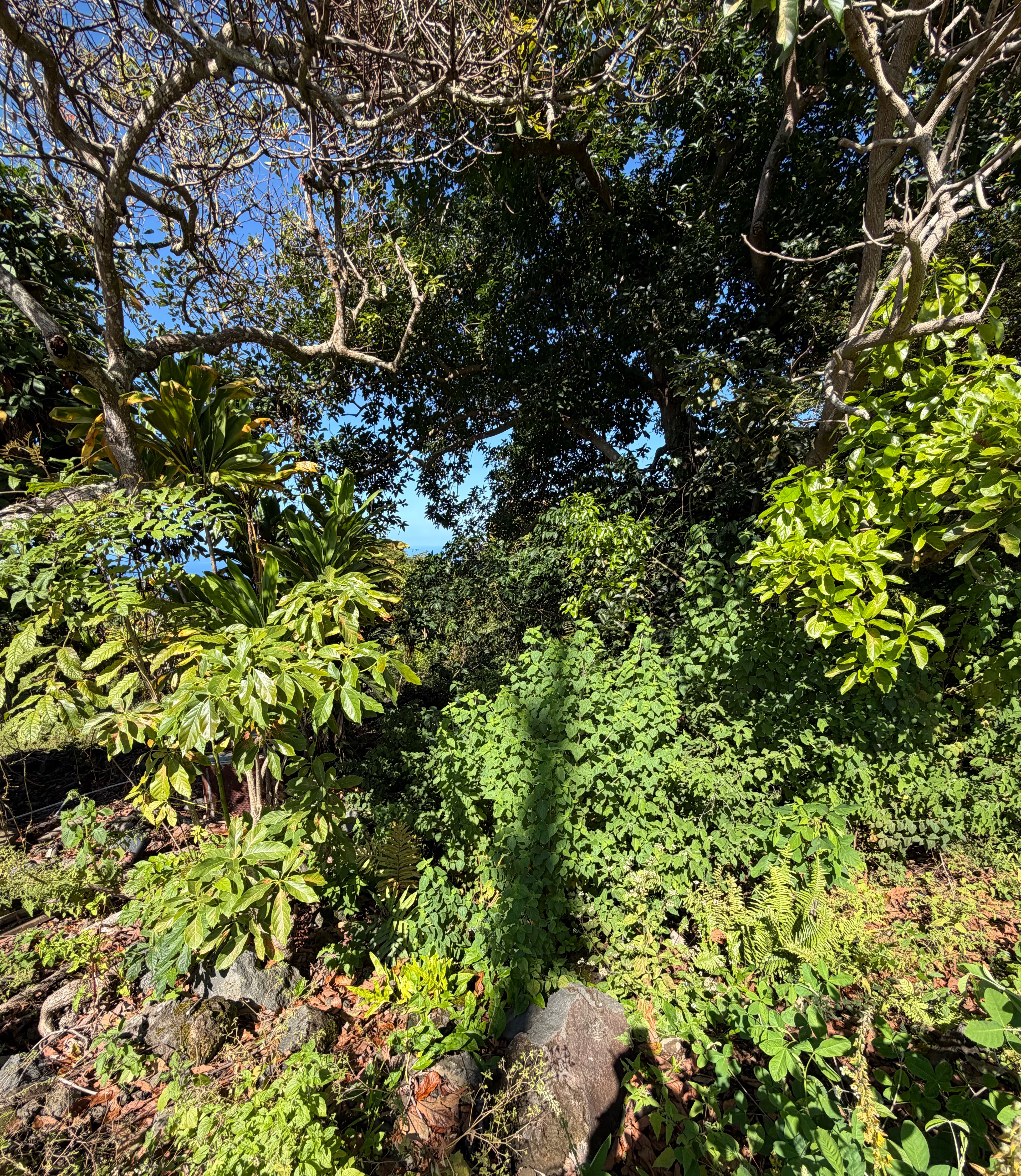 75-5222 MAMALAHOA HIGHWAY