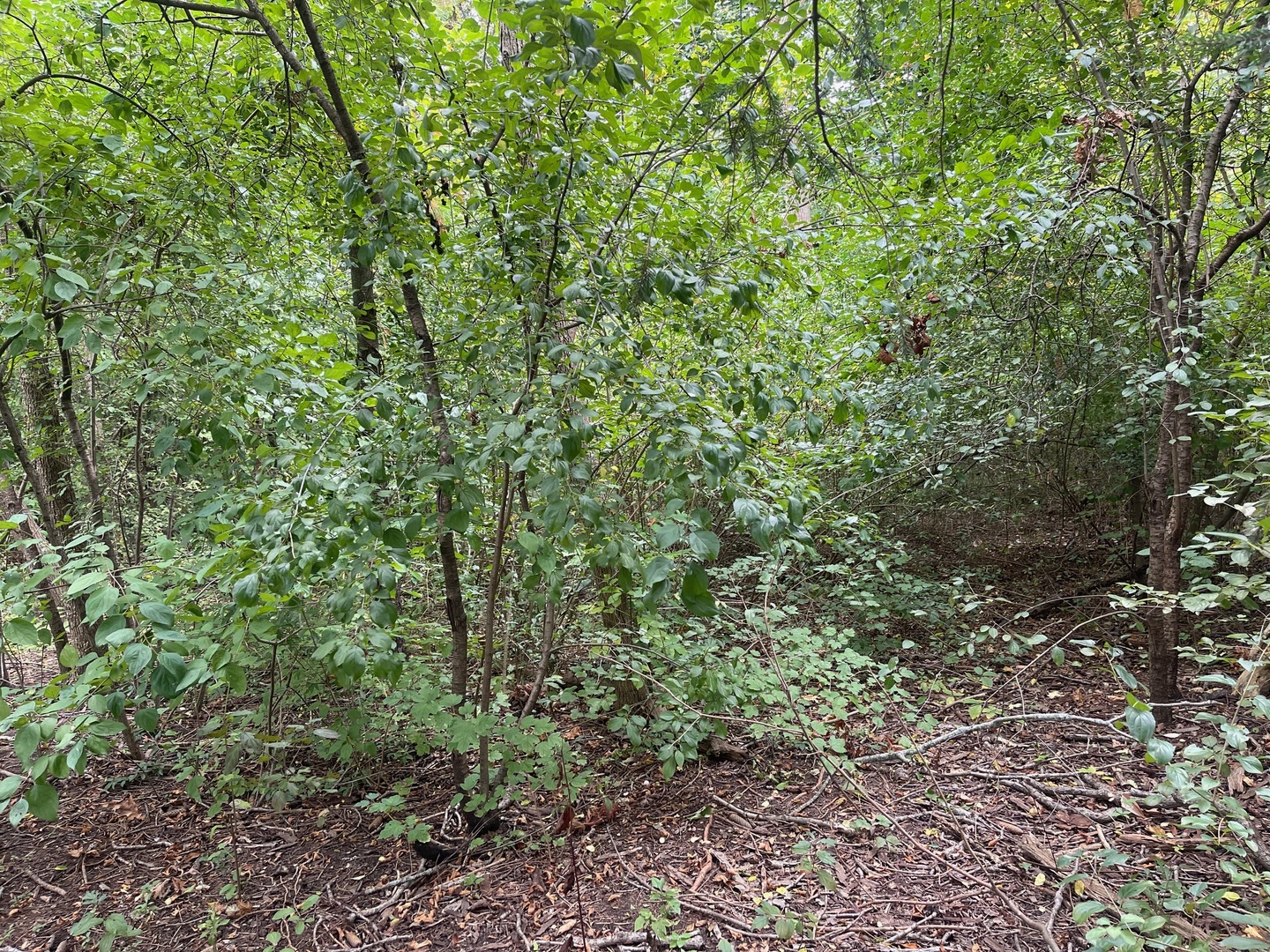 1351 N Sheridan Road