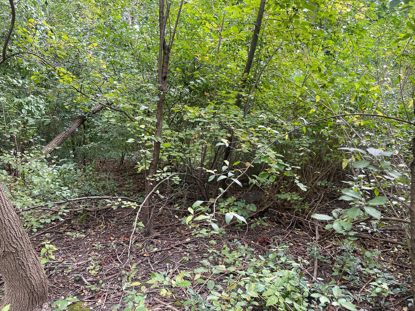 1351 N Sheridan Road