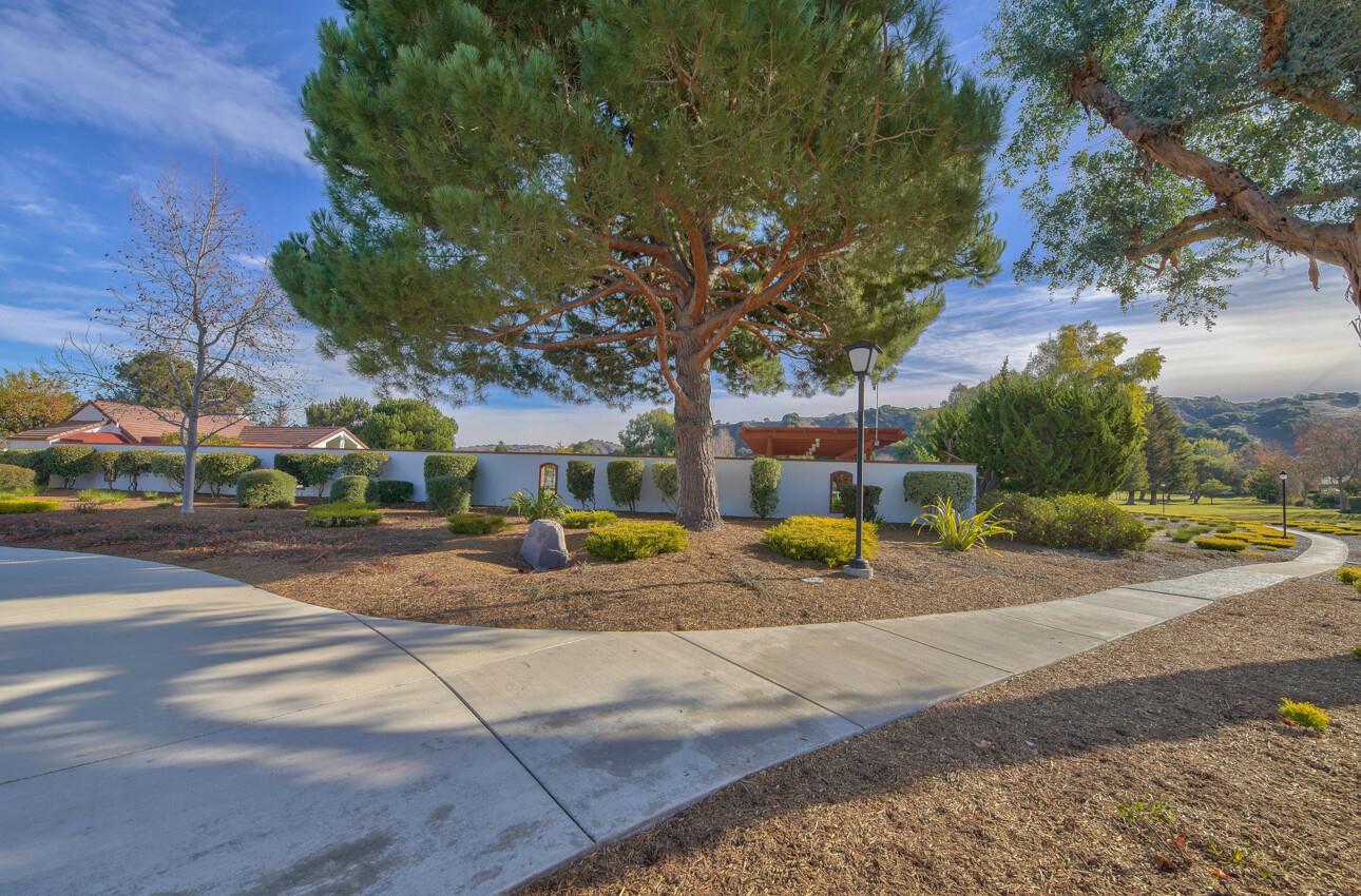 24325 Barn Owl CT