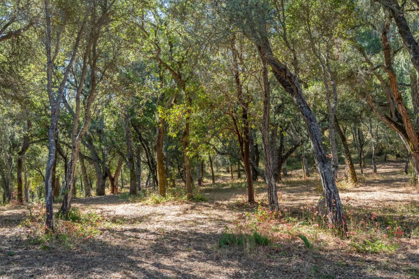 2 Arroyo Sequoia