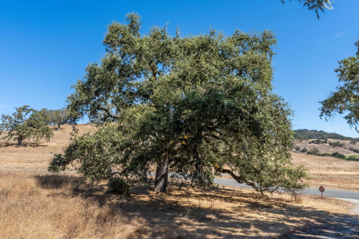 2 Arroyo Sequoia