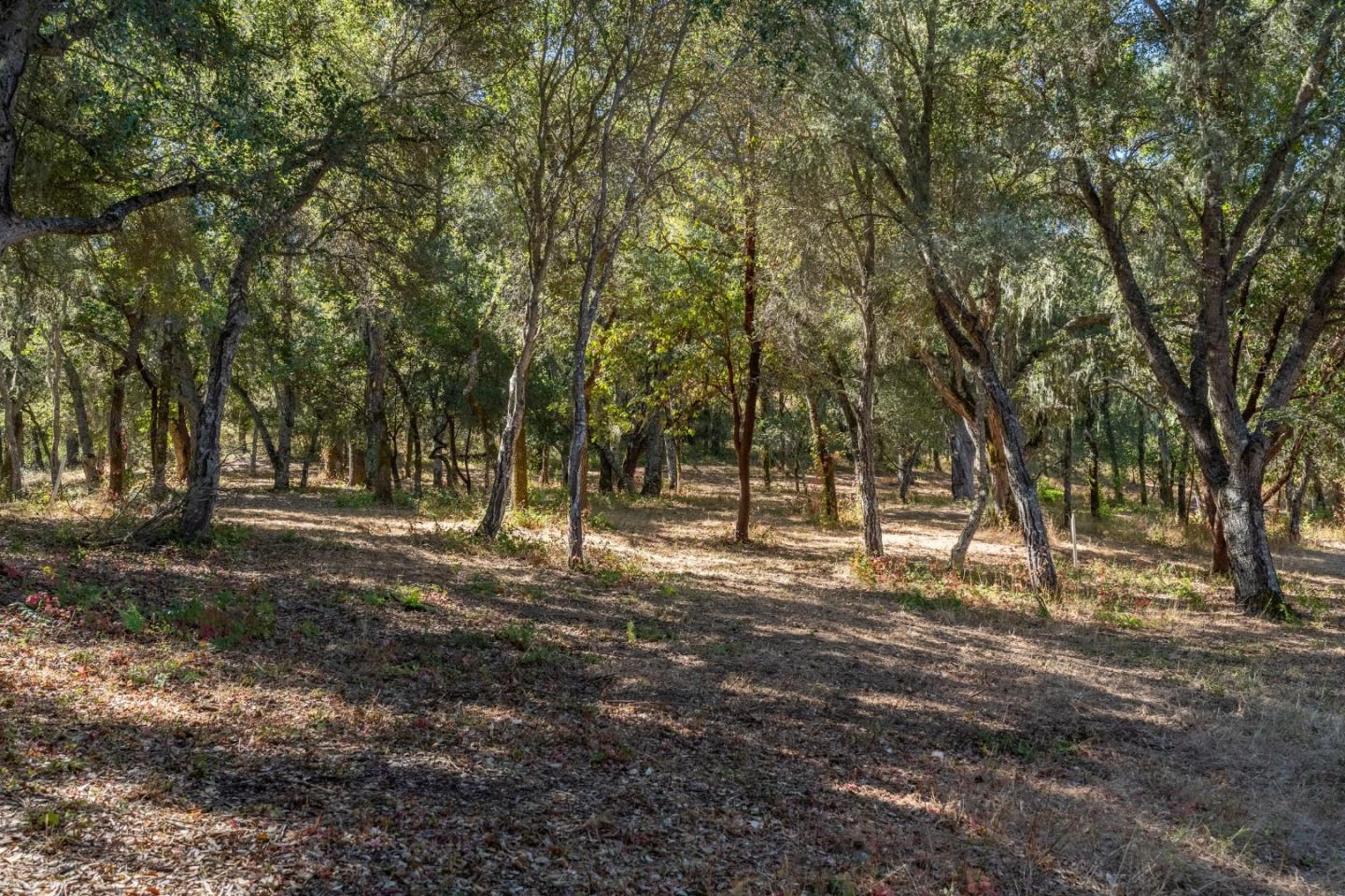 2 Arroyo Sequoia