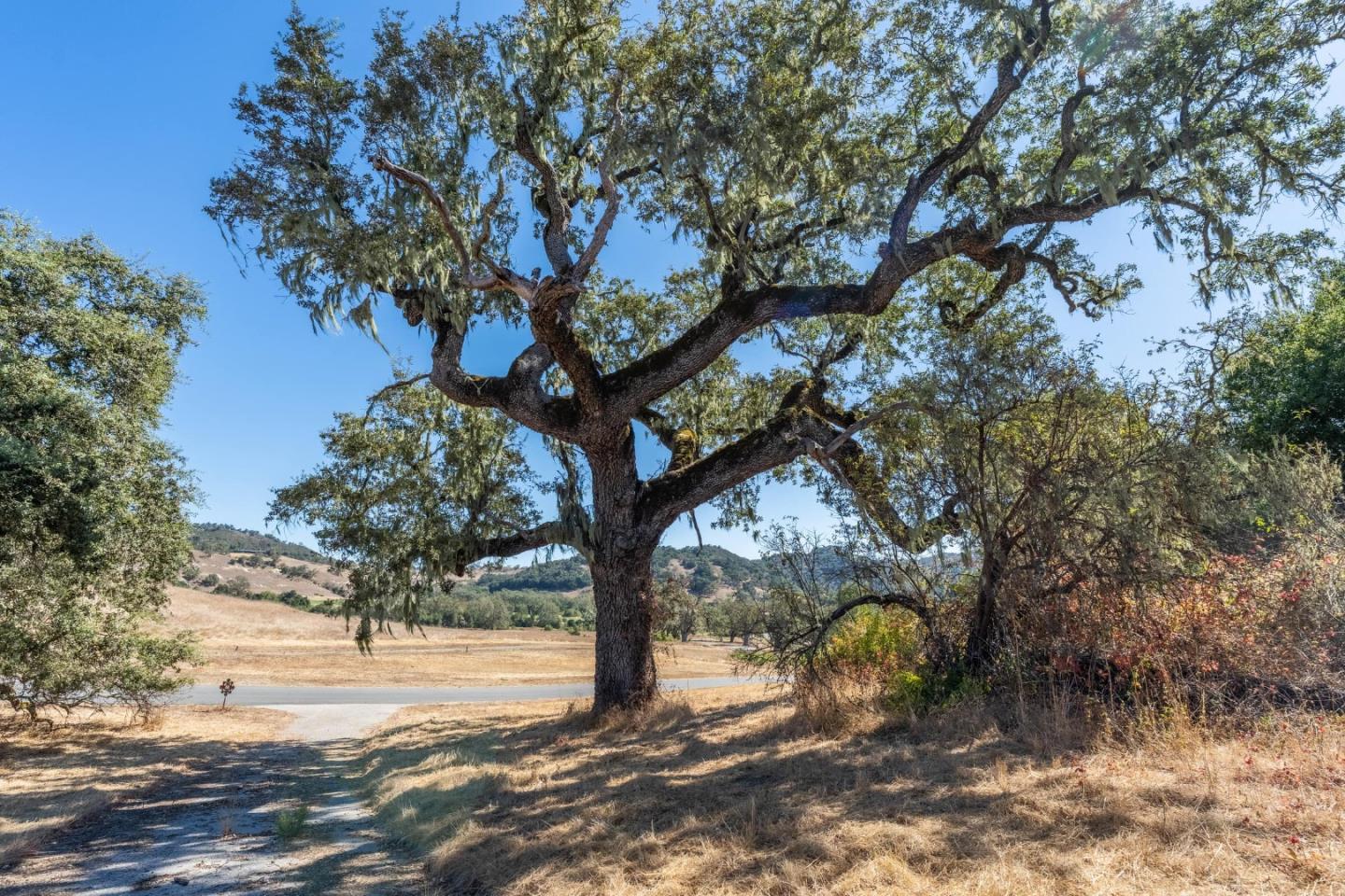 2 Arroyo Sequoia