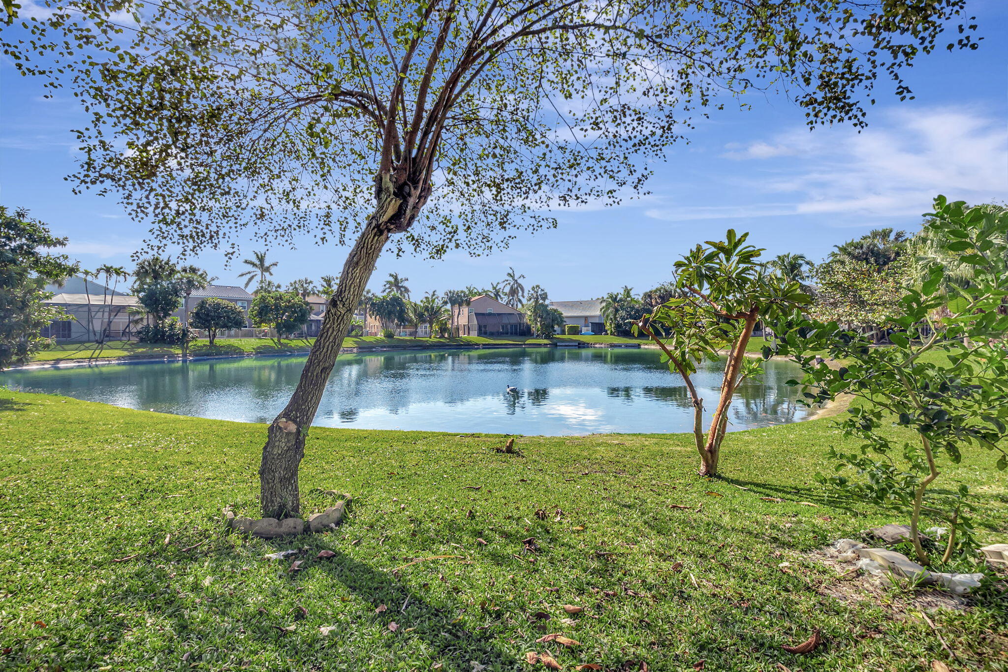 Waterfront lawn and trees overlooking a lake with a duck floating near the opposite homes.