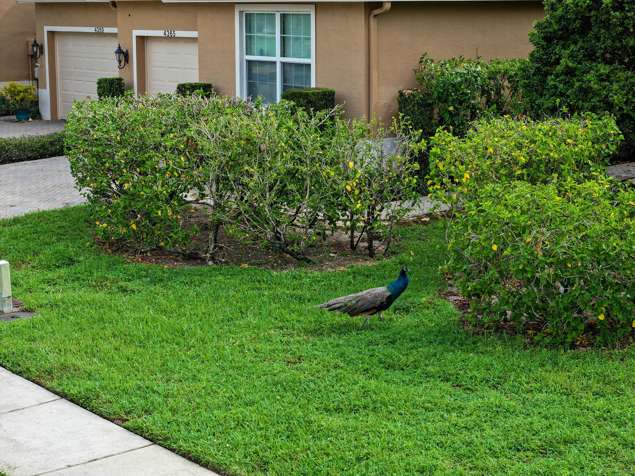 4365 Colony View Drive