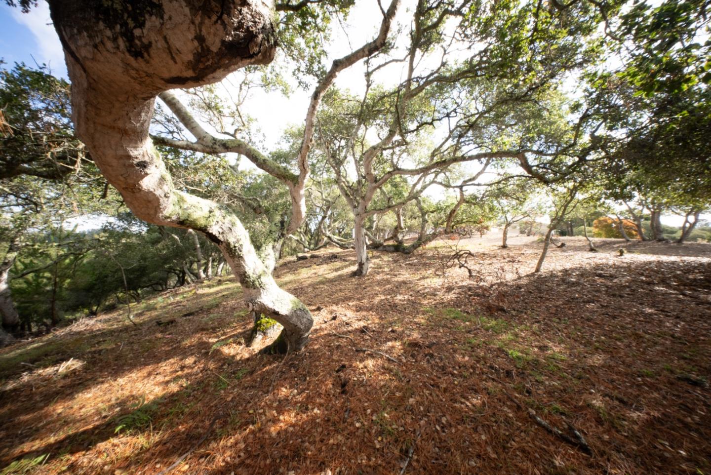 Wooded property with mature twisting oak trees and leaf-covered sloping ground.
