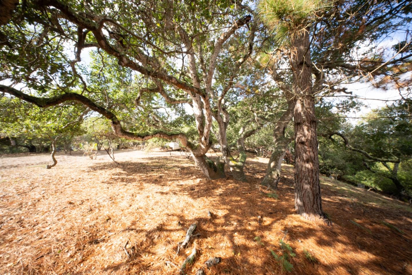 Wooded property clearing beneath mature oak and pine trees, with a dry leaf-covered ground.