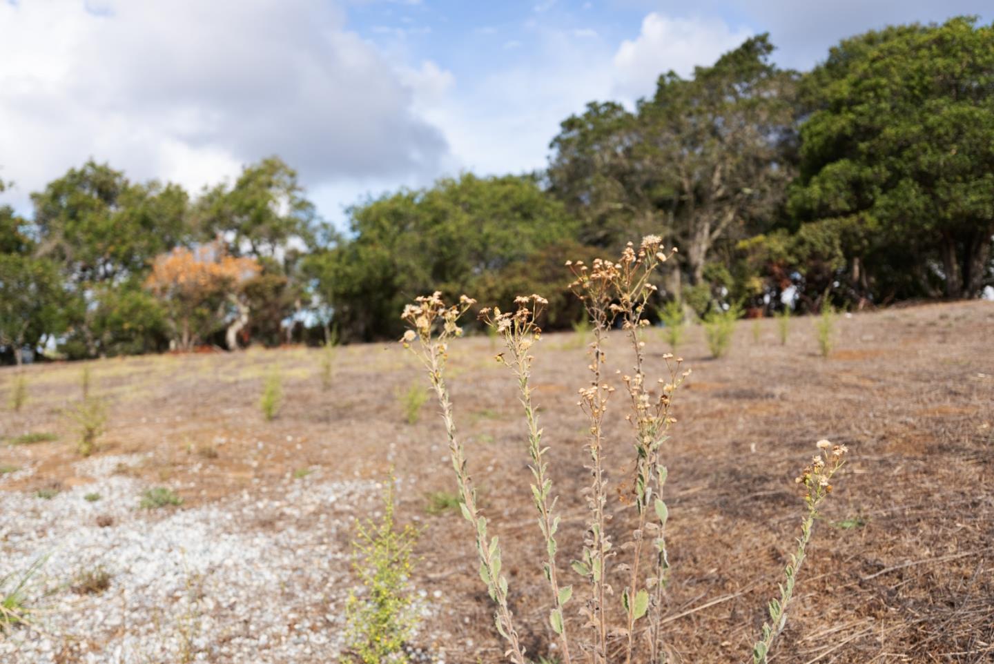 Vacant sloping lot with dry grass, foreground weeds, and mature trees along the back.