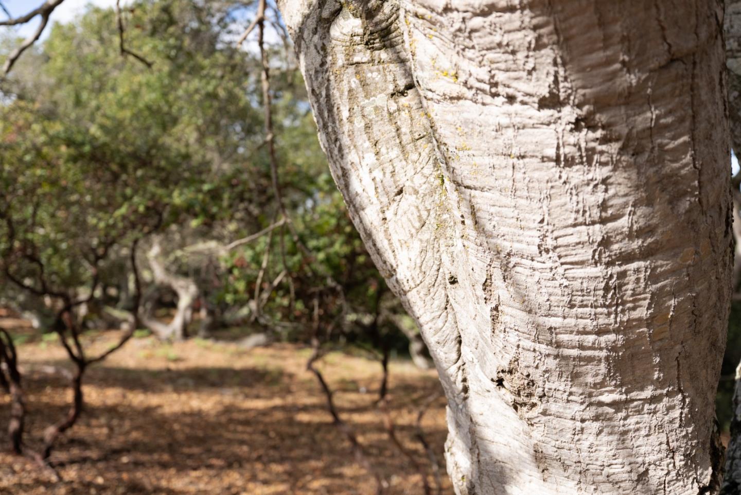 Large textured tree trunk in the foreground of a wooded property with leaf-covered ground.