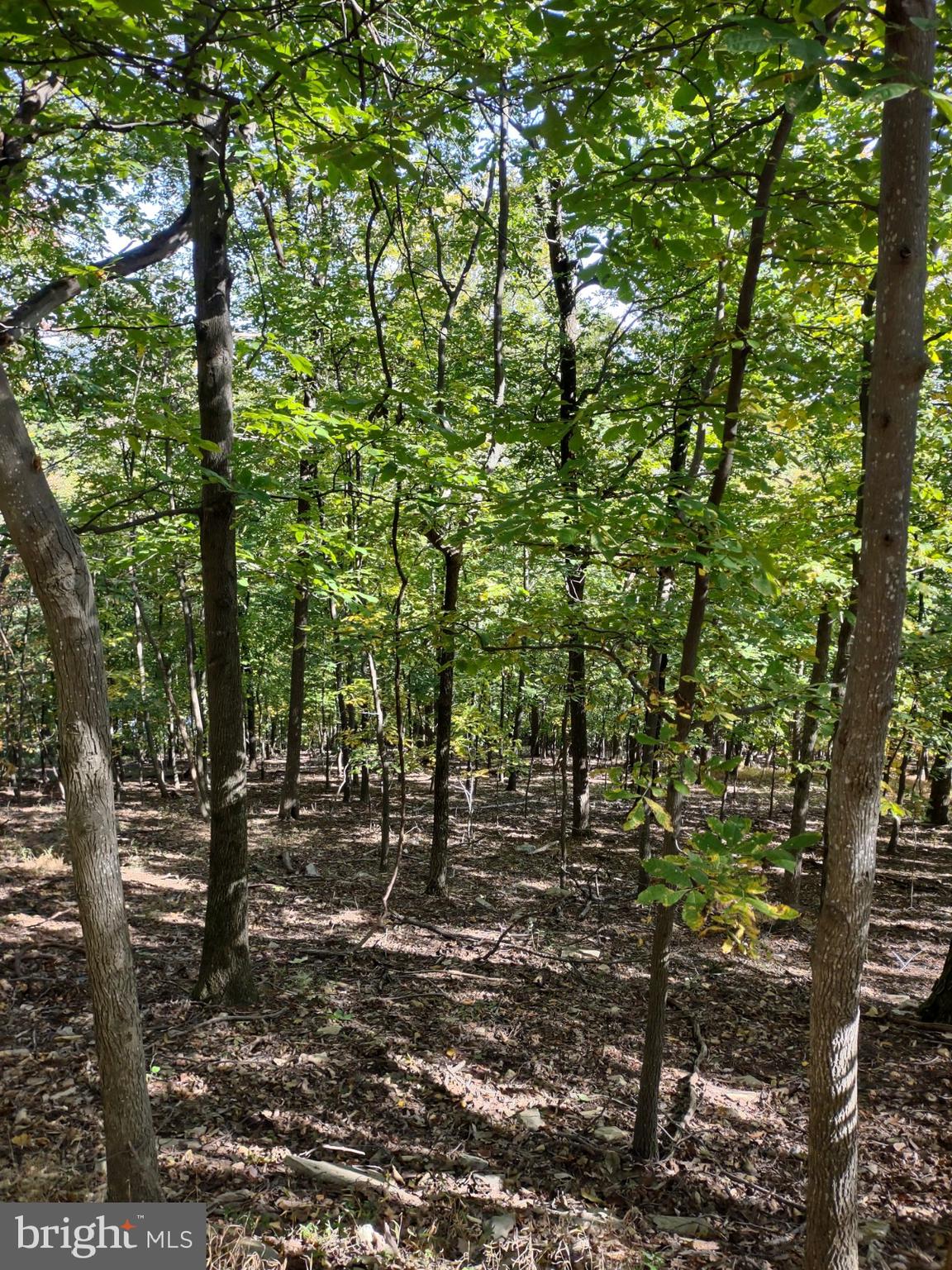 2201 & 2203 LOOKOUT ROAD