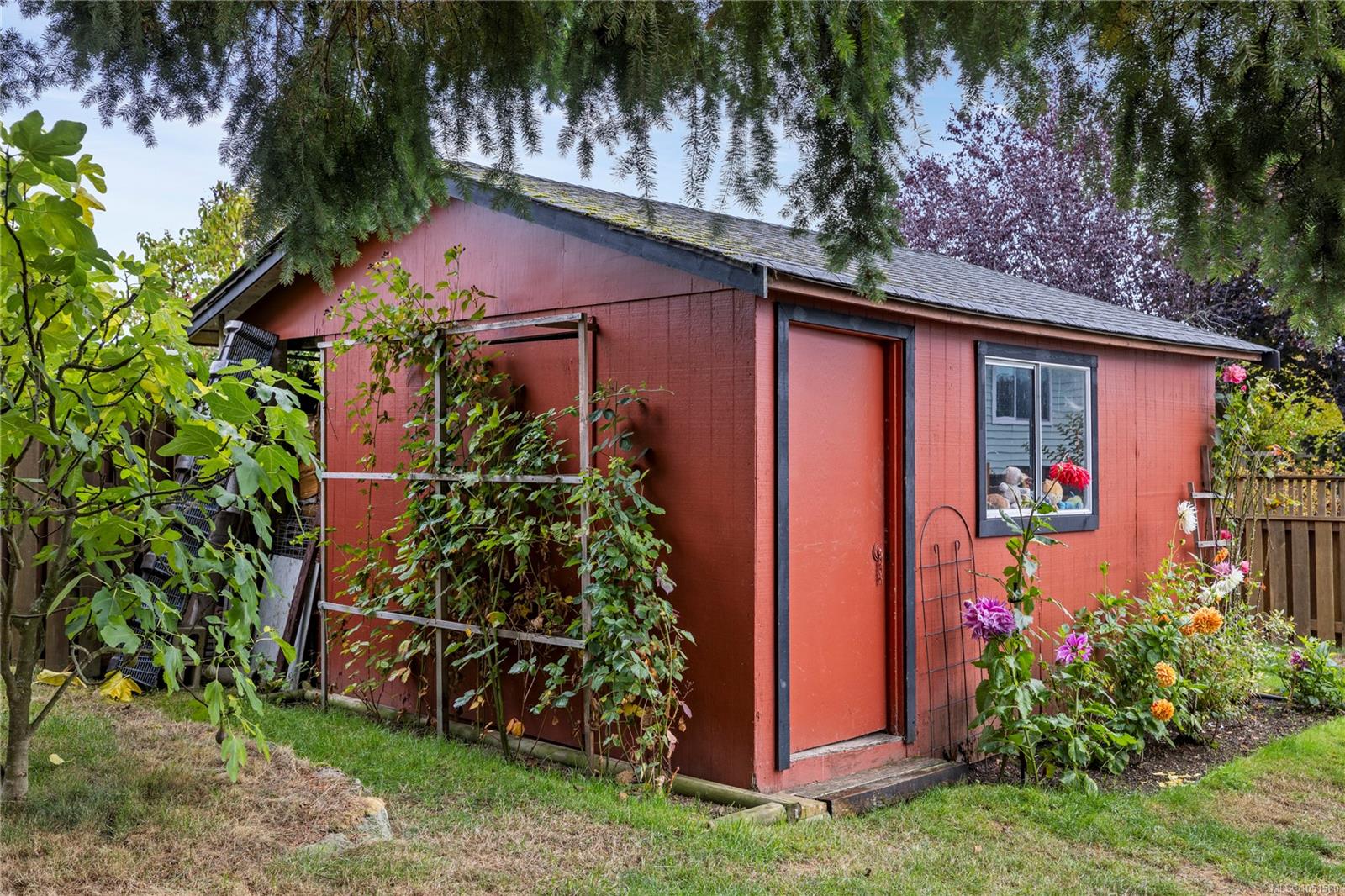 Red garden shed with a side door, window, climbing plants, and flower beds.