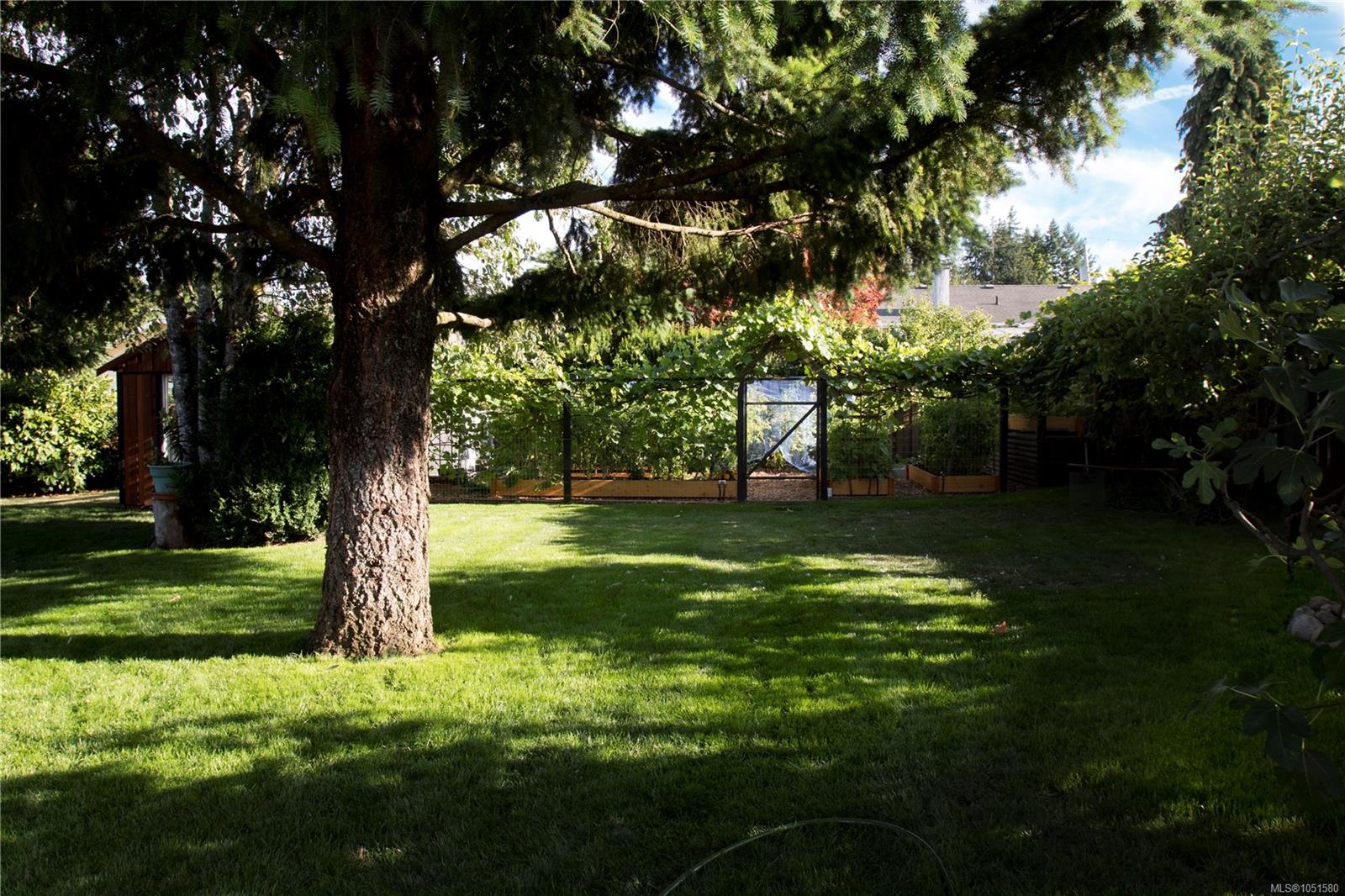 Shaded backyard with a broad lawn, mature evergreen, and fenced vegetable garden.